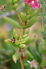 Delosperma versicolor