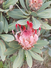 Protea roupelliae roupelliae