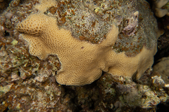 Gardineroseris planulata