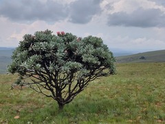 Protea roupelliae roupelliae