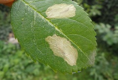 Coptotriche marginea