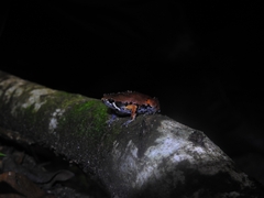 Hypopachus variolosus