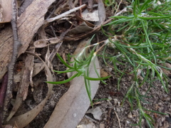 Laxmannia orientalis