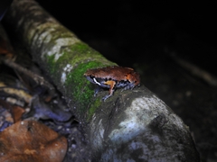 Hypopachus variolosus