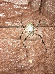 Herennia multipuncta