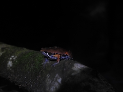 Hypopachus variolosus