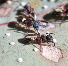 Dolichoderus scabridus