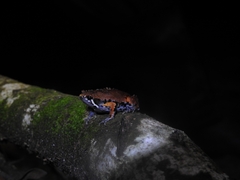 Hypopachus variolosus