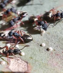 Dolichoderus scabridus