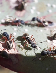 Dolichoderus scabridus