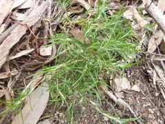 Laxmannia orientalis