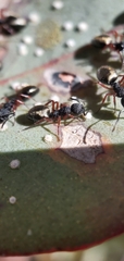 Dolichoderus scabridus