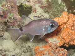 Nectamia fusca