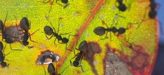 Dolichoderus scabridus