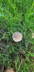 Volvopluteus gloiocephalus