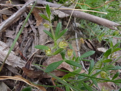 Xanthosia huegelii