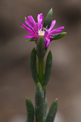 Delosperma versicolor