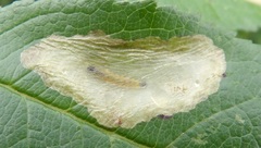 Coptotriche marginea