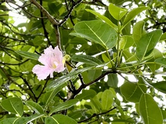 Tabebuia heterophylla