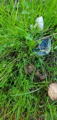 Volvopluteus gloiocephalus