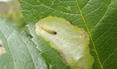 Coptotriche marginea