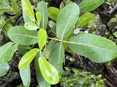 Tabebuia heterophylla
