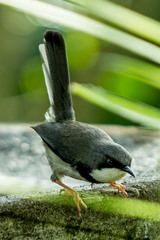 Apalis thoracica