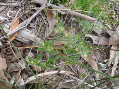 Xanthosia huegelii