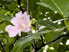 Tabebuia heterophylla