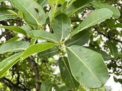 Tabebuia heterophylla