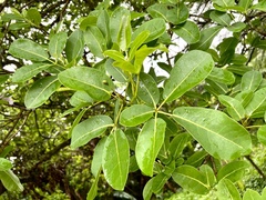 Tabebuia heterophylla