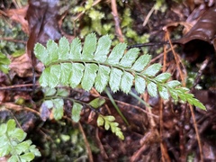 Dryopteridoideae