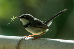 Apalis thoracica