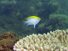 Neoglyphidodon melas