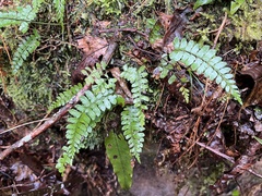 Dryopteridoideae