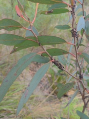 Dolichoderus scabridus