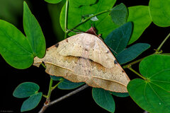Hypopyra megalesia
