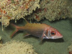 Neoniphon opercularis