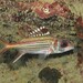 莎姆新東洋金鱗魚 - Photo 由 Sylvain Le Bris 所上傳的 (c) Sylvain Le Bris，保留部份權利CC BY-NC