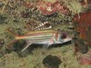 Spotfin Squirrelfish - Photo (c) Sylvain Le Bris, some rights reserved (CC BY-NC), uploaded by Sylvain Le Bris