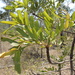 Owenia vernicosa - Photo (c) coenobita, algunos derechos reservados (CC BY), subido por coenobita
