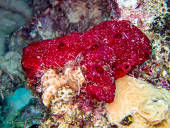 Phorbas amaranthus