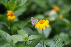Catopyrops florinda