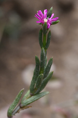 Delosperma versicolor
