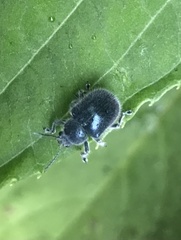 Trichochrysea