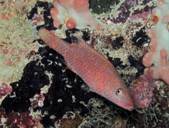 Oxycheilinus digramma