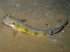 Frogface Goby photo 1