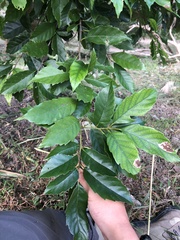 Castanopsis formosana