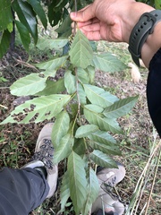 Castanopsis formosana