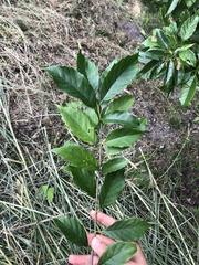 Castanopsis formosana